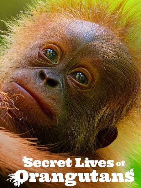 مشاهدة فيلم Secret Lives of Orangutans 2024 مترجم